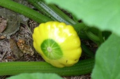Scallop Squash, Patty Pan Squash, Summer Squash Sunburst