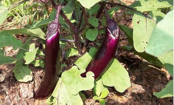 Eggplant Ichiban