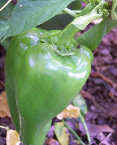 Bell Pepper Big Bertha