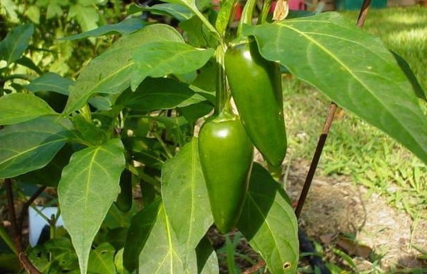 Capsicum, Hot Pepper, Jalapeno Pepper TAM Mild Jalapeno I