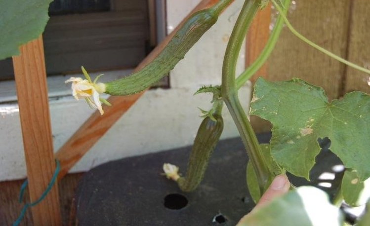 Cucumber Sweet Success