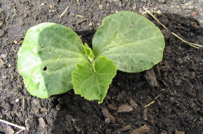 Pumpkin, Winter Squash Dills Atlantic Giant
