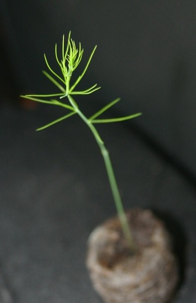 Asparagus Mary Washington