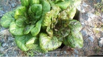 Lettuce, Romaine Lettuce Freckles