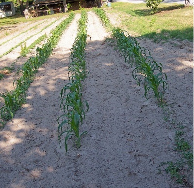 Sweet Corn (Se) Delectable