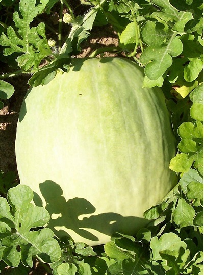 Watermelon Desert King