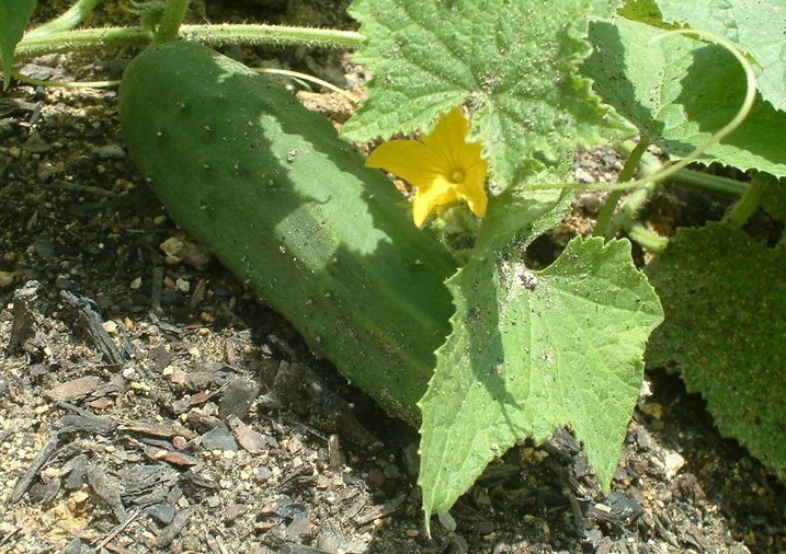 Cucumber Marketmore 76