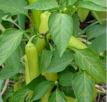 Hot Banana Pepper Hungarian Wax