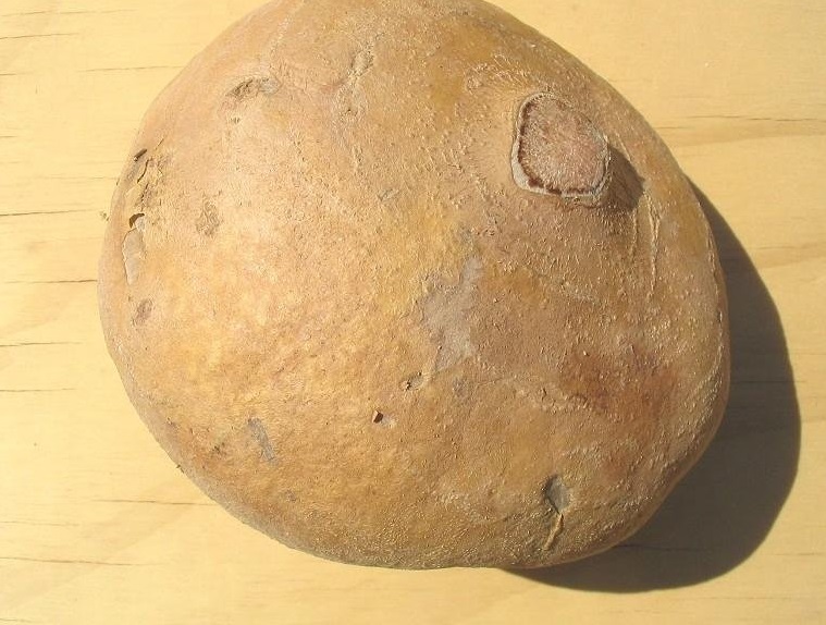 Jicama, Mexican Yam, Mexican Potato, Yambean, Mexican Turnip