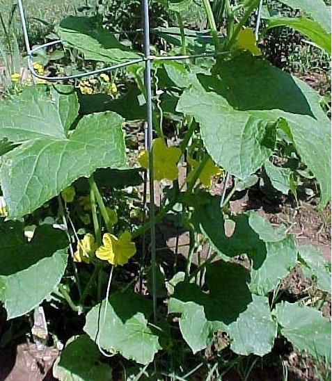 Cucumis, Cucumber Sweet Slice