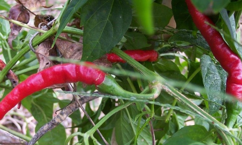 Hot Pepper Cayenne, Long Slim