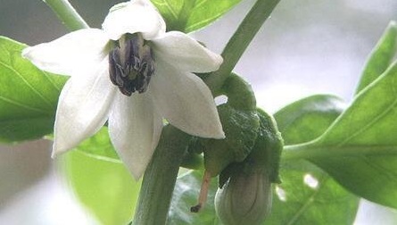 Capsicum, Hot Pepper Bulgarian Carrot
