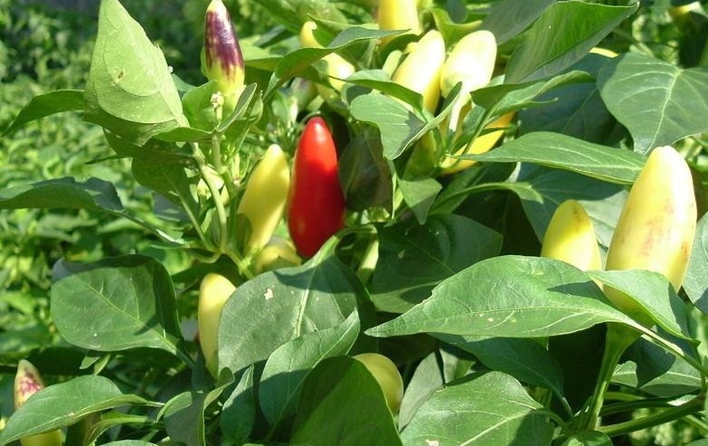 Hot Pepper Purira
