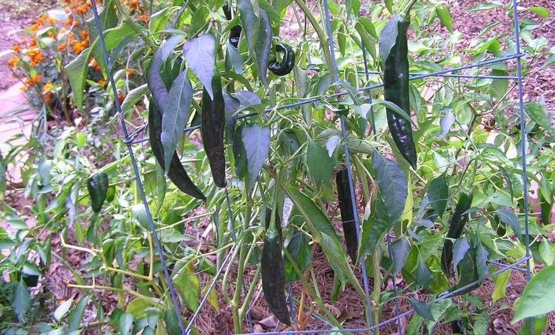 Hot Pepper Pasilla Bajio