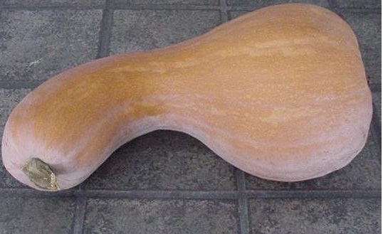 Butternut Squash, Winter Squash Greek Sweet Red