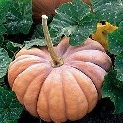 Pumpkin, Winter Squash Rumbo