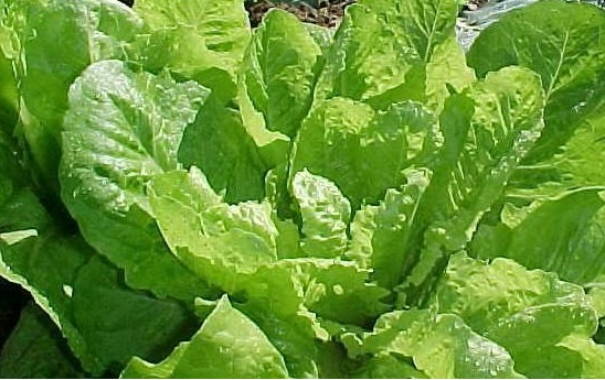 Lettuce, Romaine Lettuce Jericho