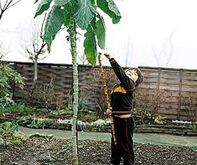 Brassica, Kale Jersey Walking Stick