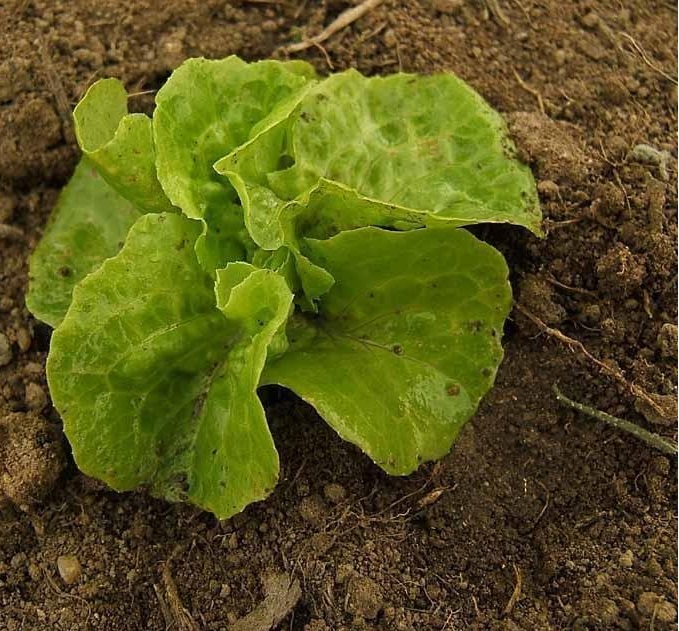 Lettuce, Butterhead Lettuce Tom Thumb