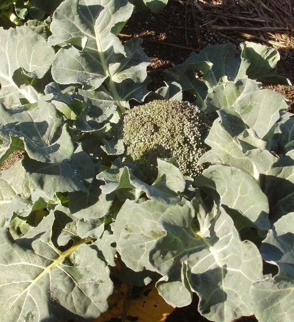 Broccoli Calabrese