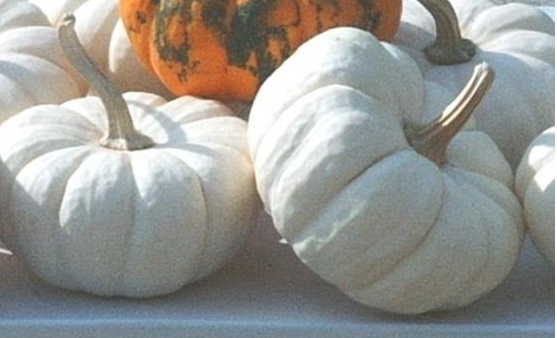 Pumpkin, Winter Squash Jack Be Little