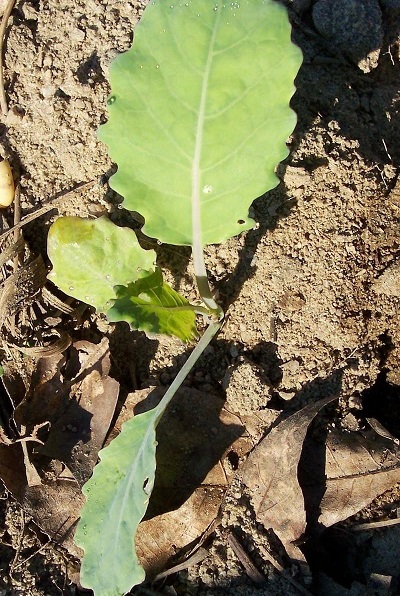 Kohlrabi Early White Vienna