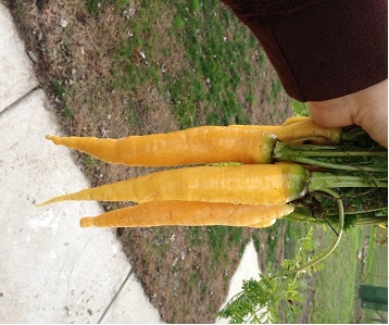 Carrot Yellowstone