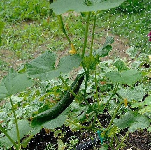 Cucumber Sweeter Yet