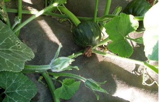 Pumpkin, Winter Squash Black Futsu