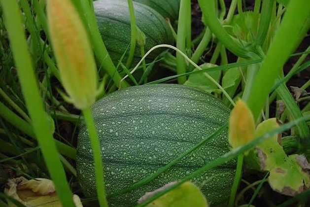 Pumpkin, Winter Squash Spirit