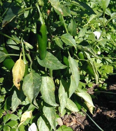 Hot Pepper, Jalapeno Pepper Goliath
