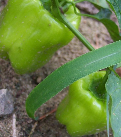 Bell Pepper Yellow Belle