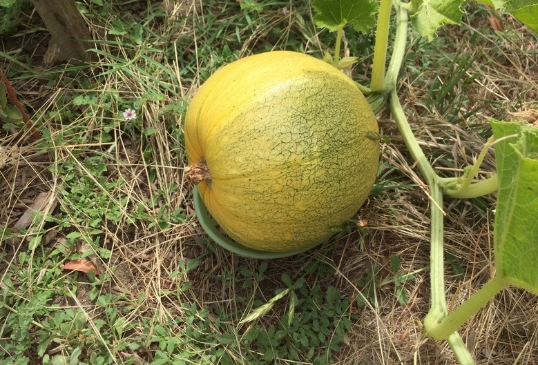 Pumpkin, Winter Squash Small Sugar