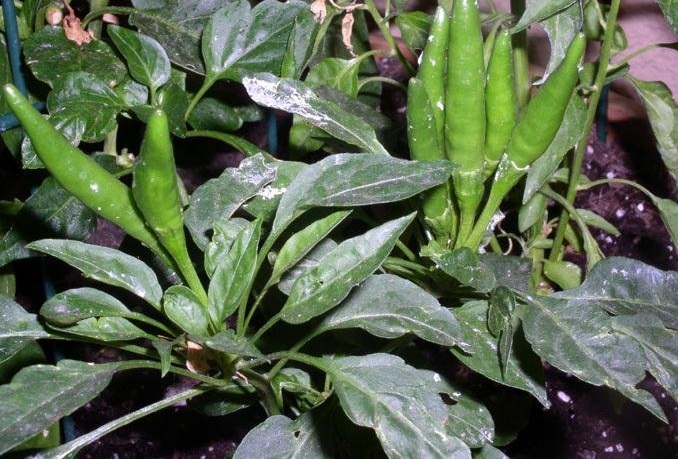 Hot Pepper Thai Dragon