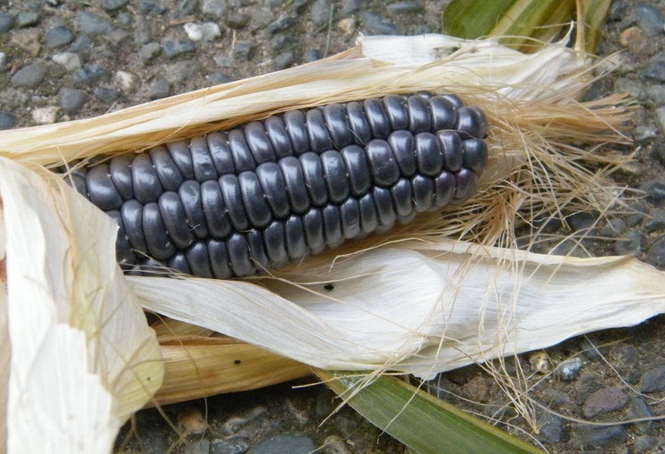 Sweet Corn Blue Jade