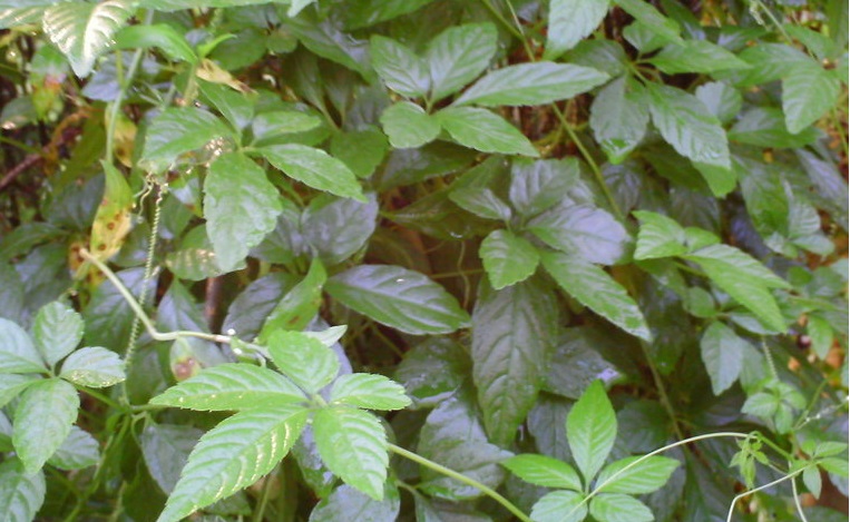 Jiao-gu-lan, Sweet Tea Vine