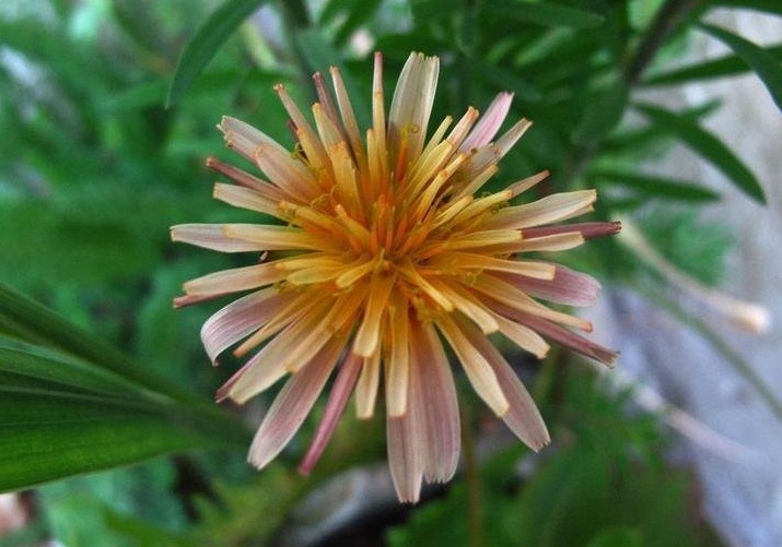 Taraxacum Species, Pink Dandelion