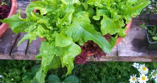 Lettuce, Loose Leaf Lettuce Oakleaf
