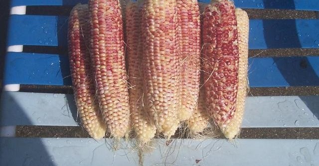 Sweet Corn (Se) Ruby Queen