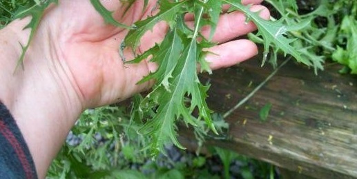 Mustard Greens, Oriental Mizuna
