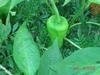 Pepper Marconi Red