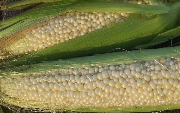 Sweet Corn Country Gentleman