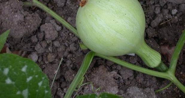 Cushaw Pumpkin, Winter Squash Tennessee Sweet Potato