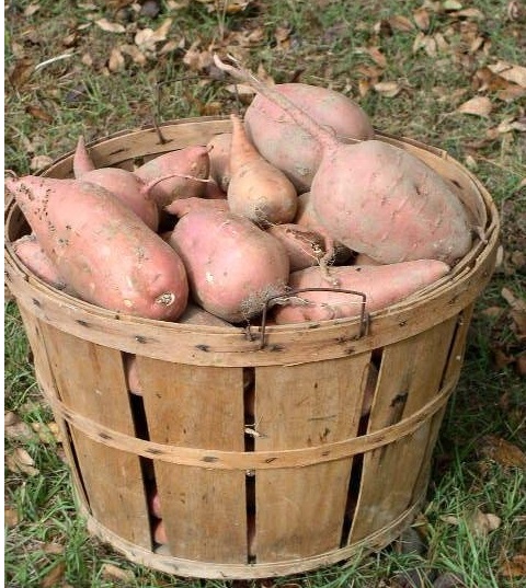 Sweet Potato Beauregard