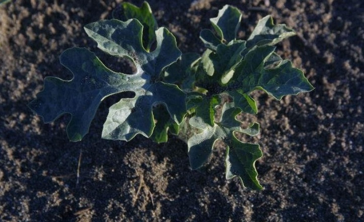 Watermelon Cream of Saskatchewan