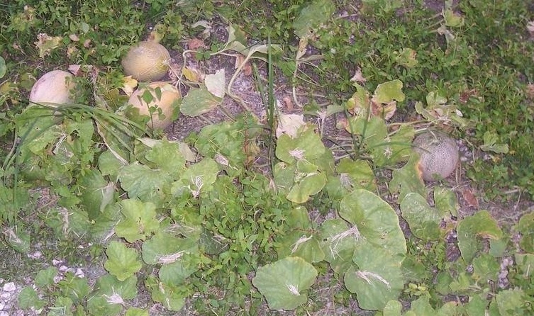 Cantaloupe Rocky Ford Green Flesh