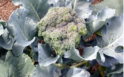 Broccoli Packman