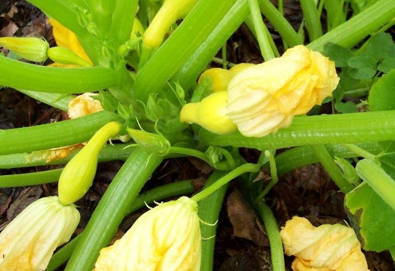 Crookneck Squash, Summer Squash Dixie