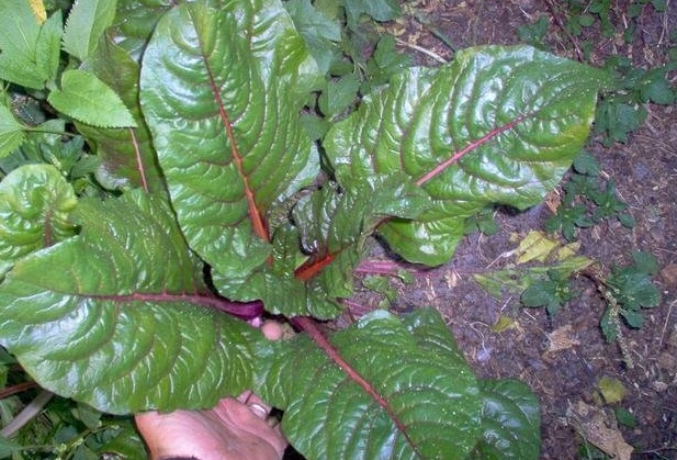 Swiss Chard Rhubarb Chard