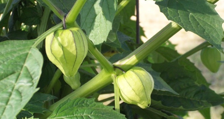 Tomatillo, Husk Tomato, Miltomate, Tomate de Fresadilla De Milpa